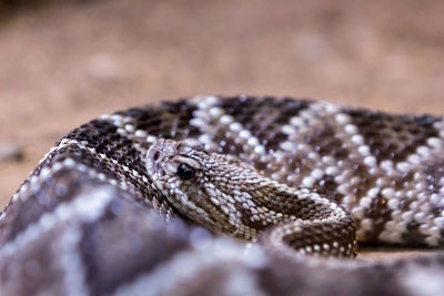 Close-up of lizard