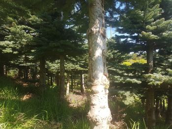 Trees on field in forest