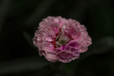 Close-up of pink flower blooming outdoors