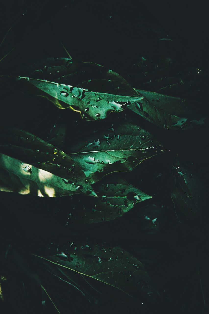 HIGH ANGLE VIEW OF FISH FLOATING ON WATER