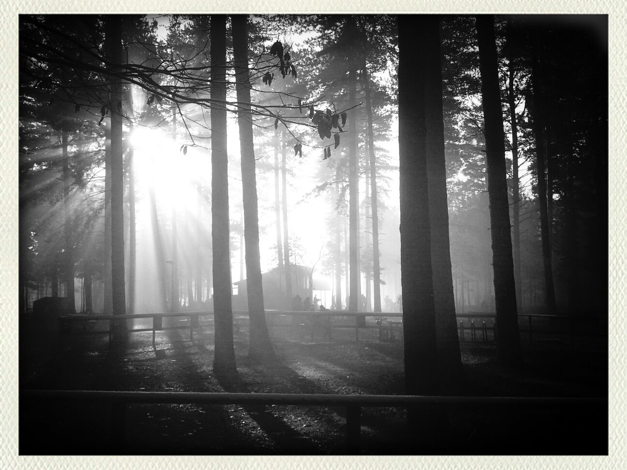 Sherwood Pines