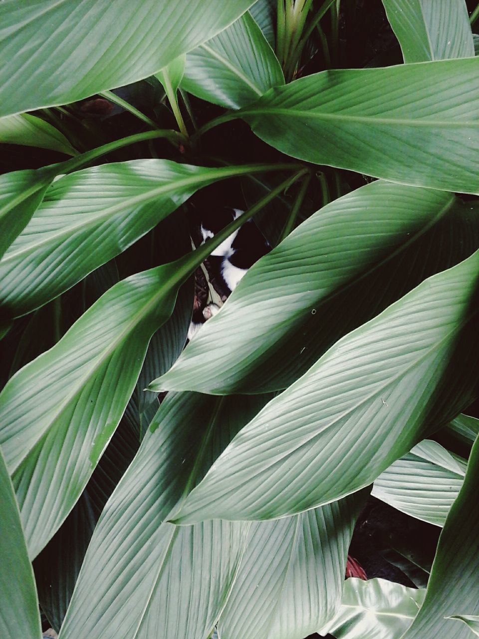 FULL FRAME SHOT OF PLANTS