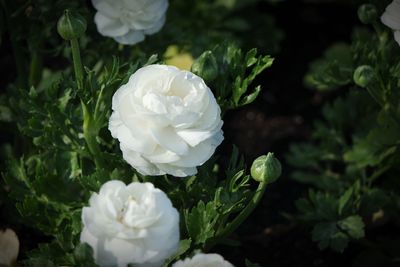 High angle view of white peonies blooming outdoors