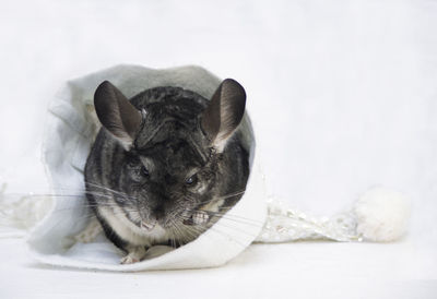 Close-up of a cat over white background