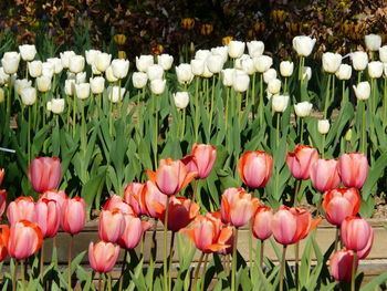 Close-up of pink tulips on field