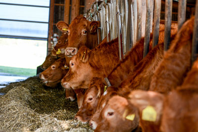 Cows in a farm