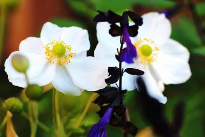 Close-up of fresh white flowers blooming outdoors