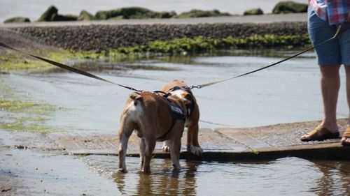 Man with dog standing at riverbank