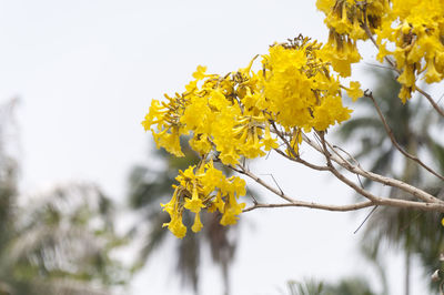 Close-up of yellow flowers