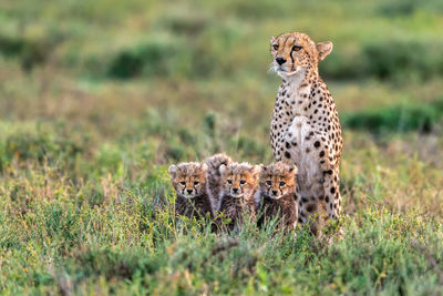 Cheetah male walking and looking for prey