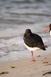 Bird perching on a beach