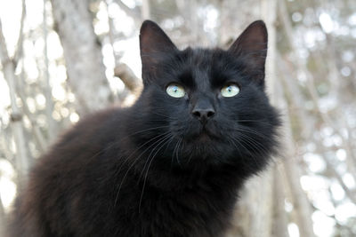 Close-up portrait of black cat