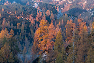 Scenic view of forest during autumn