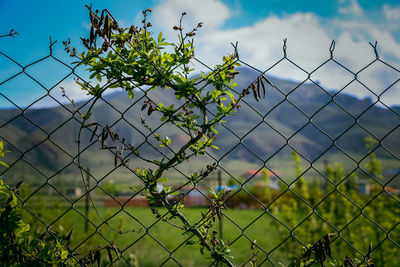 Close-up of plants growing on field against sky