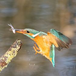 Close-up of bird on lake