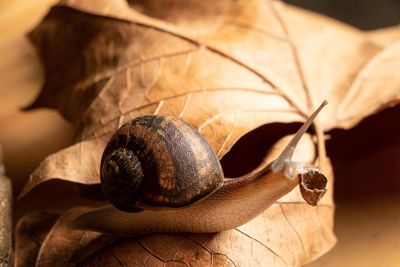 Close-up of snail on dry leaf