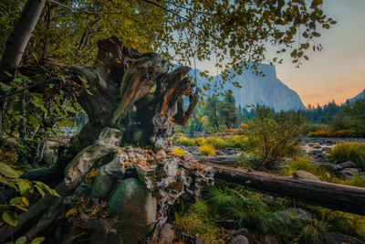 Yosemite national park. large root in foreground. view of el capitan through leaves.