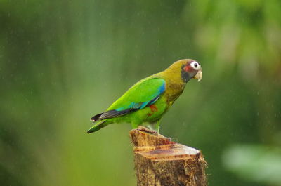 Close-up of parrot perching on wood