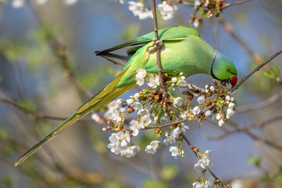 Close-up of bird perching on plant