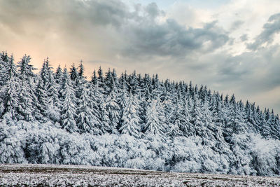 Pine trees on snow covered land against sky