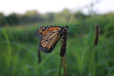 Close-up of butterfly pollinating flower