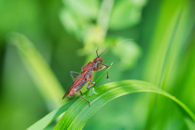 Close-up of insect on plant