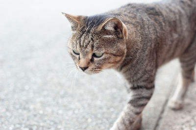 Close-up of cat