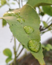 Close-up of plant