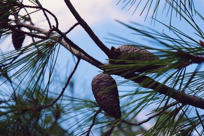 Low angle view of pine cones on branch against sky