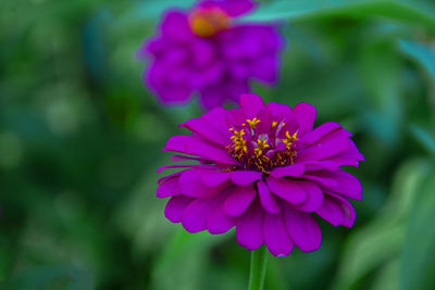 Close-up of pink flower