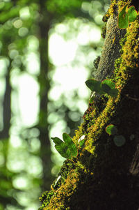 Close-up of moss growing on tree trunk