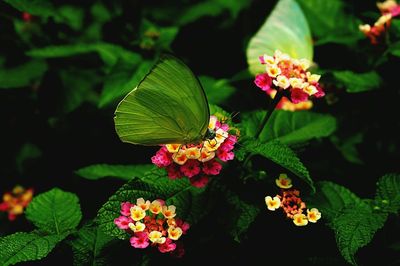 Close-up of butterfly on leaf