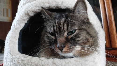 Close-up portrait of a cat