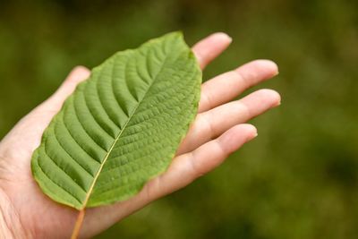 Close-up of hand holding leaf