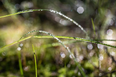 Close-up of wet plant during rainy season