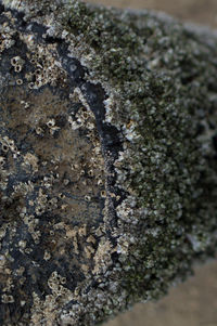 Close-up of lichen on tree trunk