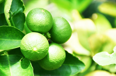 Green lemons on a blurred background, lime background