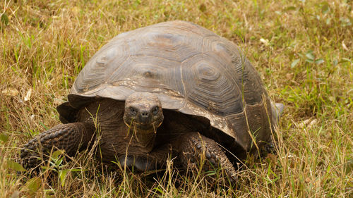 Close-up of turtle on field