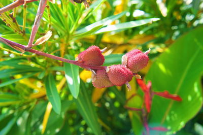 Close-up of fruits growing on plant