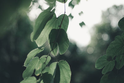 Close-up of leaves