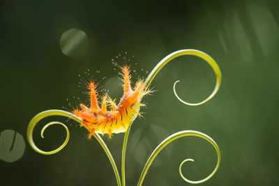 Orange caterpillars with unique feathers which are dangerous when exposed to the skin on leaf