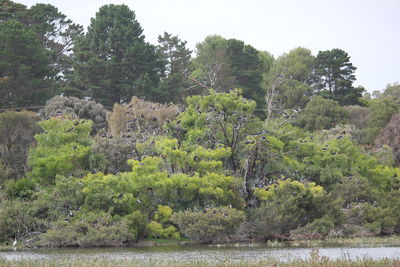 Scenic view of river amidst trees against sky