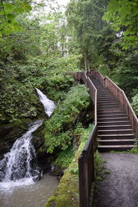 Stream flowing amidst trees in forest