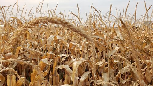 Close-up of stalks in field