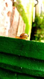 Close-up of insect on plant