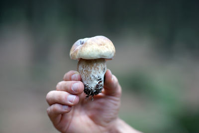 Close-up of hand holding mushroom