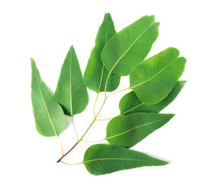 Close-up of plant against white background