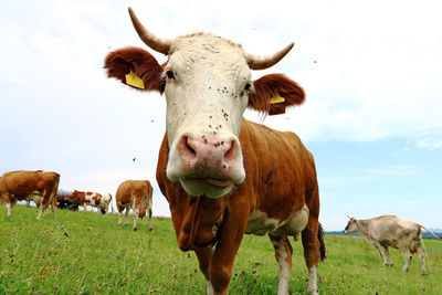Portrait of cow on field against sky