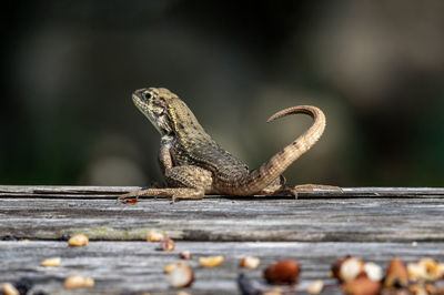 Close-up of lizard on wood