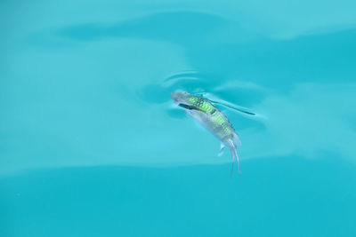 High angle view of fish swimming in sea